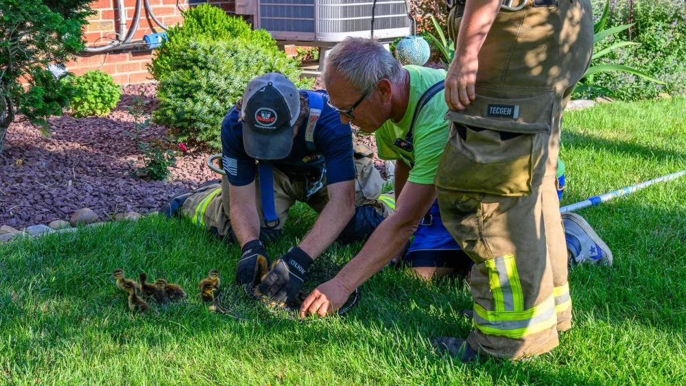 saved-ducks-6872874314633