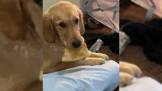 Family dog protects 8-year-old girl from rabid fox attack in North Carolina