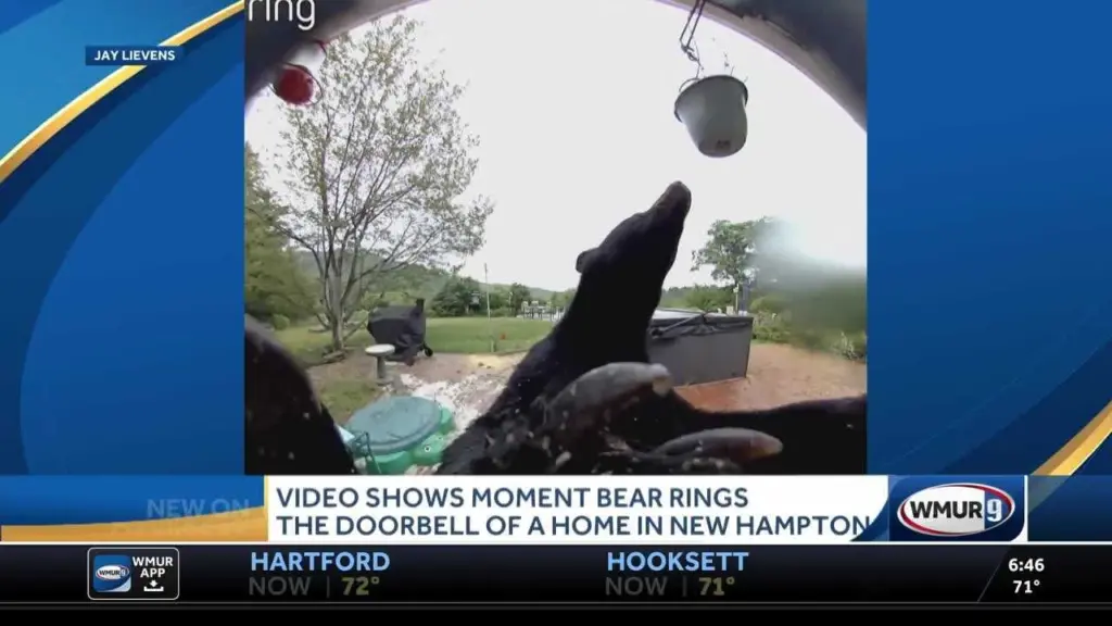 Video: Bear seen ringing doorbell at New Hampshire home