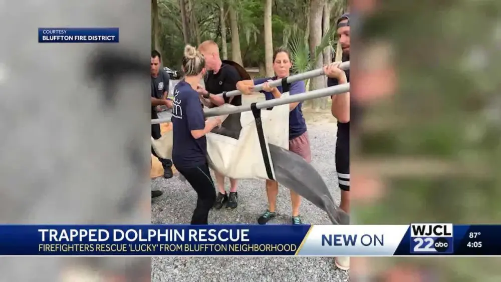 Bluffton firefighters turned dolphin rescuers: How crews freed a trapped dolphin