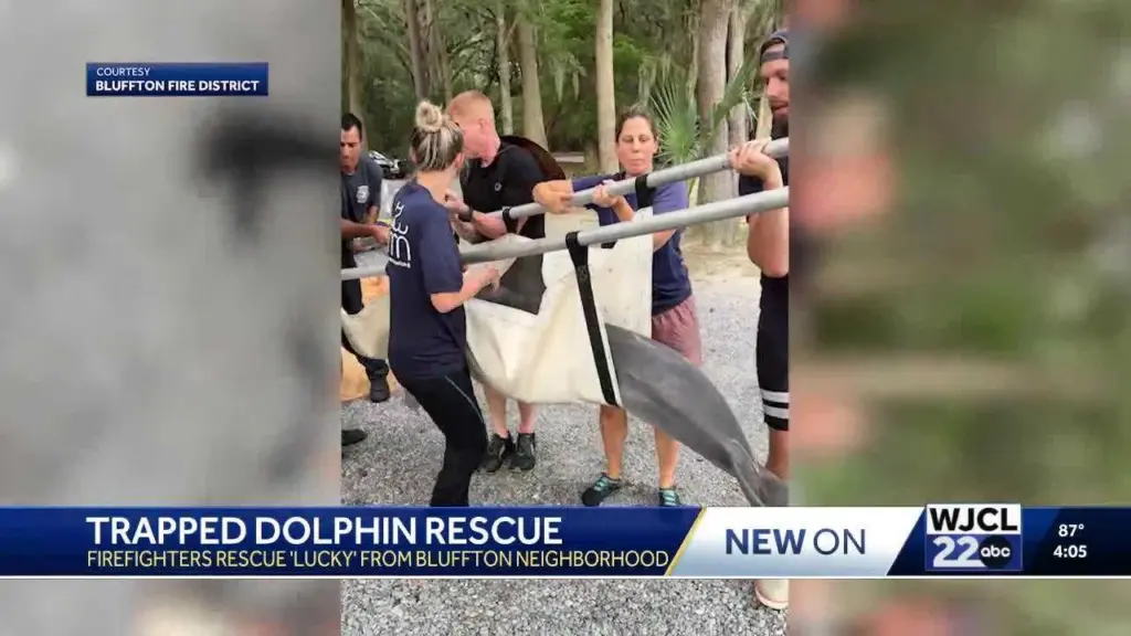 Bluffton firefighters turned dolphin rescuers: How crews freed a trapped dolphin