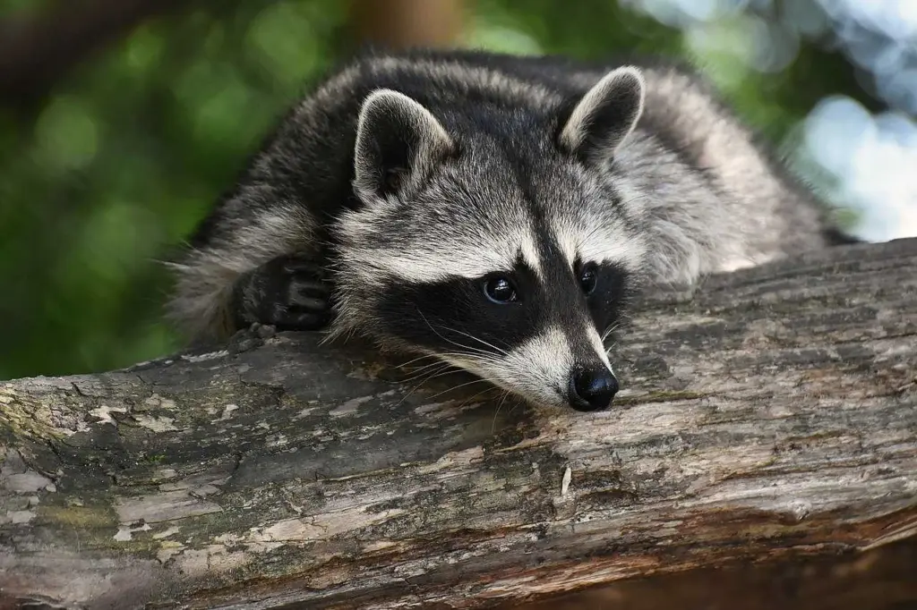 Raccoon tests positive for rabies in Beaufort County; dog exposed