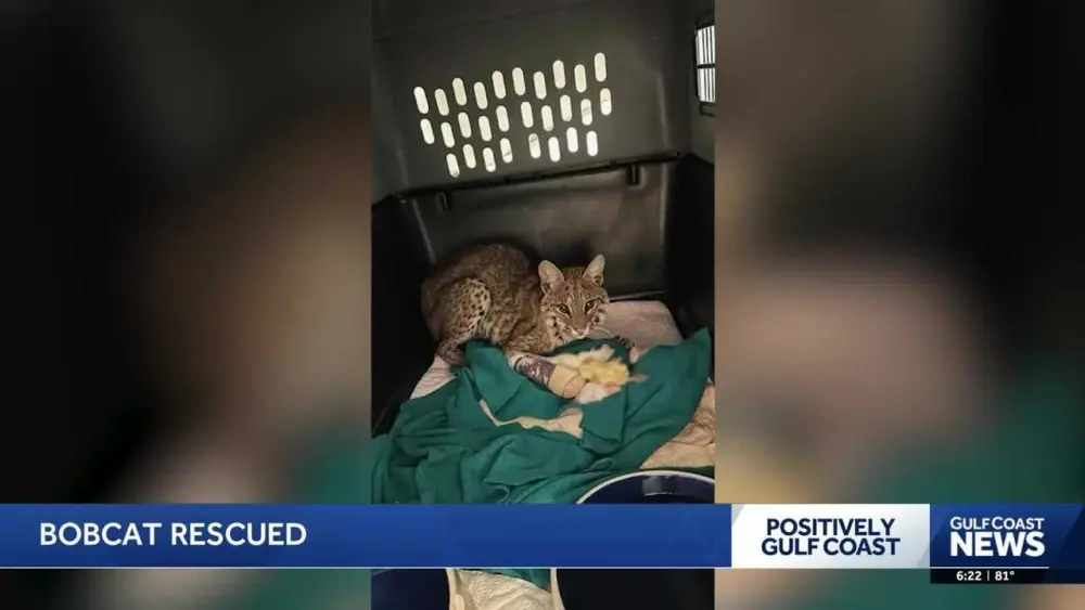 Injured bobcat released back into the wild thanks to community