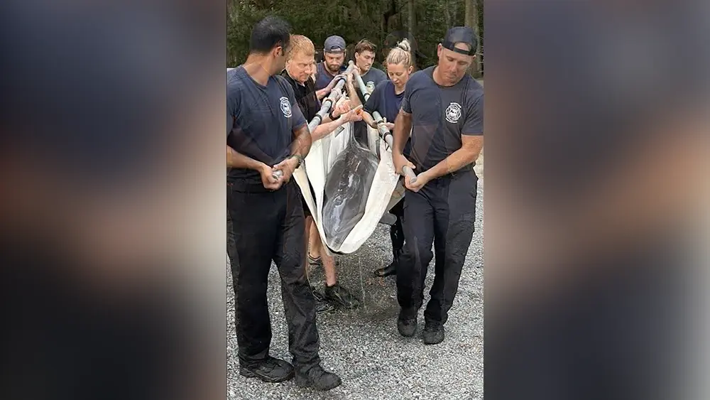 Video: South Carolina firefighters rescue stranded 500-pound dolphin