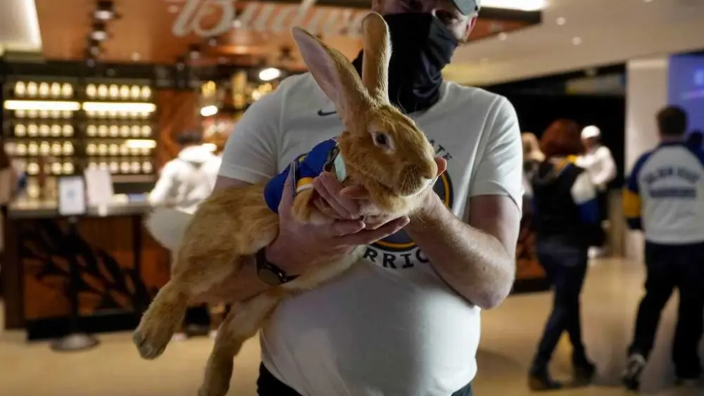 bunny-687f16252f316