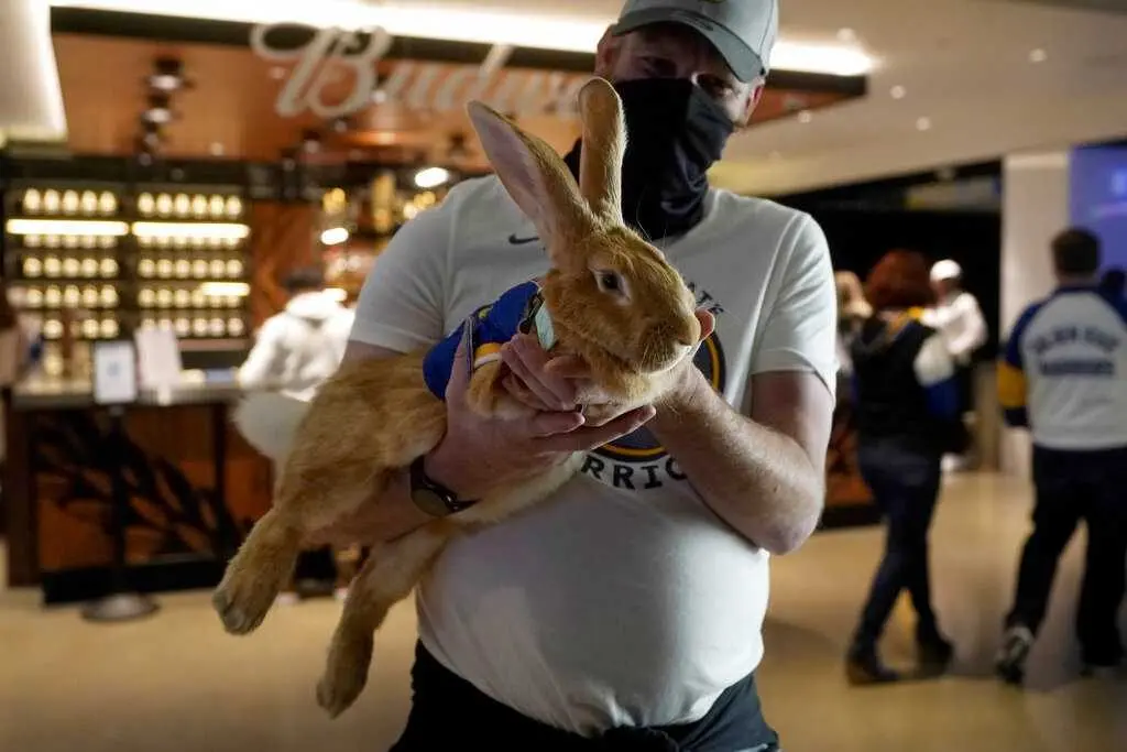 bunny-687f16252f316