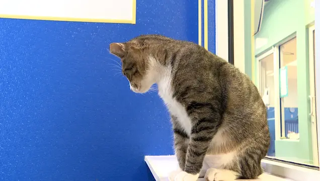 Animal shelters call for adoptions as kitten populations rise