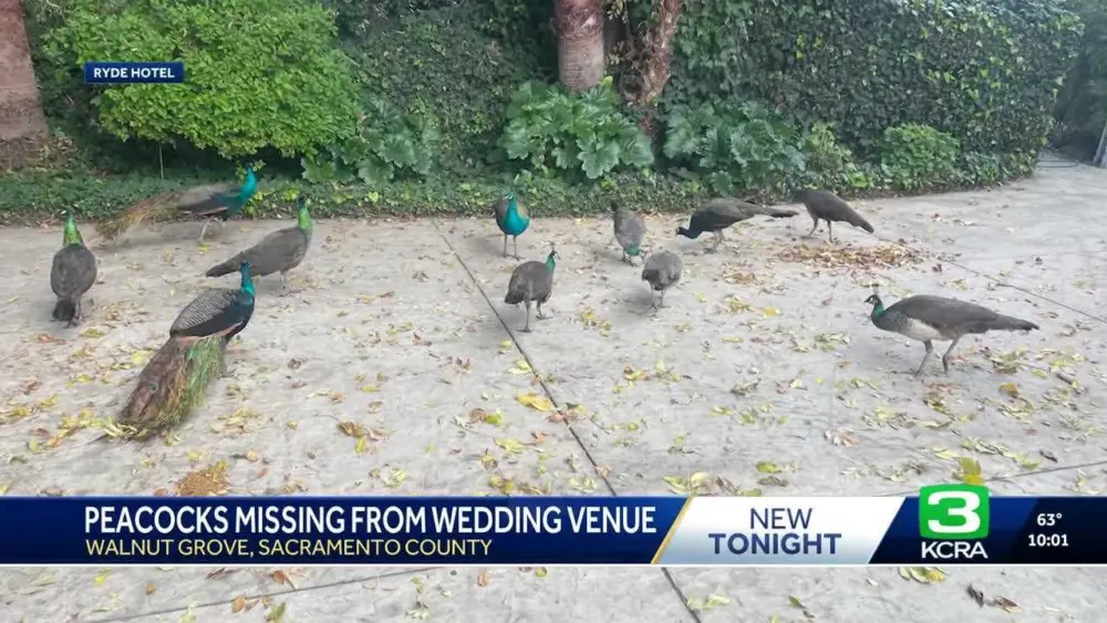 'Devastated': Neighborly peacocks vanish from historic wedding venue
