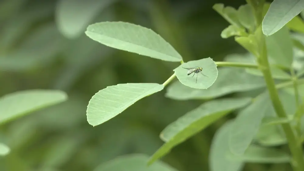 Woman who had West Nile virus describes her symptoms