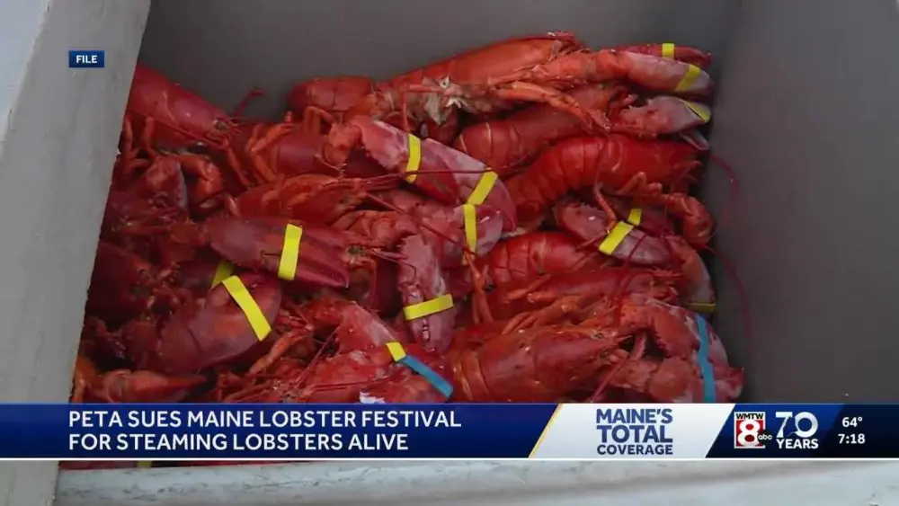 PETA sues Maine Lobster Festival, claims organizers are torturing lobsters by boiling them alive
