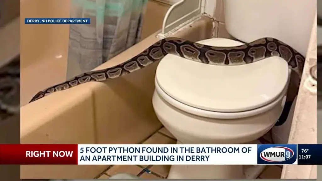 5-foot python found in bathroom of a New Hampshire woman's apartment
