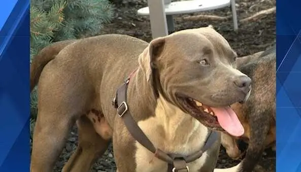 Dog hailed as hero after leading stranger to 2 unresponsive individuals in Pennsylvania