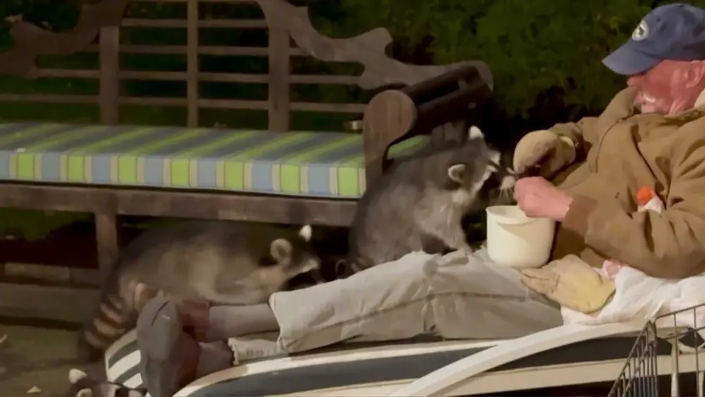 82-year-old becomes ‘raccoon whisperer’ after nightly visits from furry friends