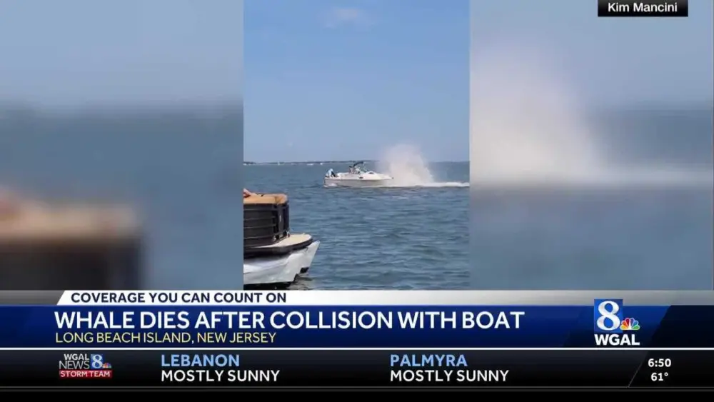 Whale slams boat at Jersey Shore, knocks woman overboard