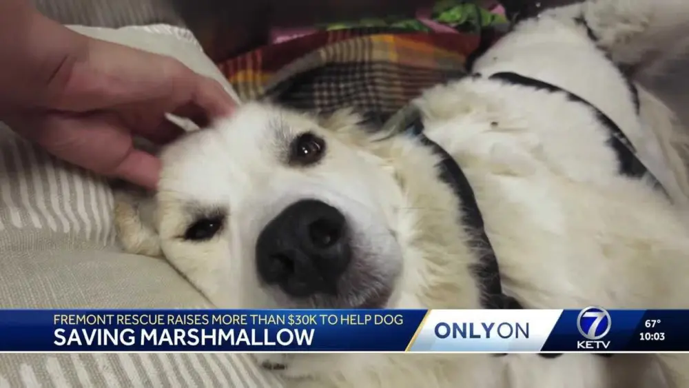 'We were just astounded:' Shelter raises $31,000 after asking for donations for one dog's surgery