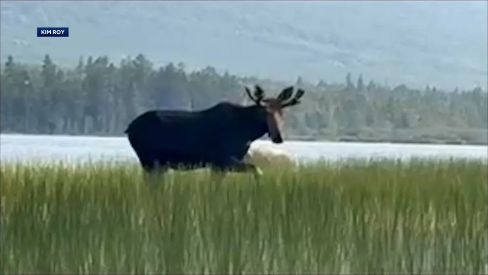 WATCH: Woman canoeing with her dad captures close encounter with a moose