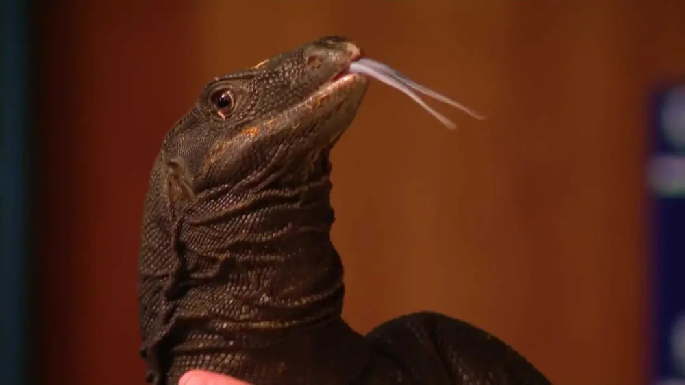 Goose the lizard's adventure comes to end after being missing, heads to new home at sanctuary