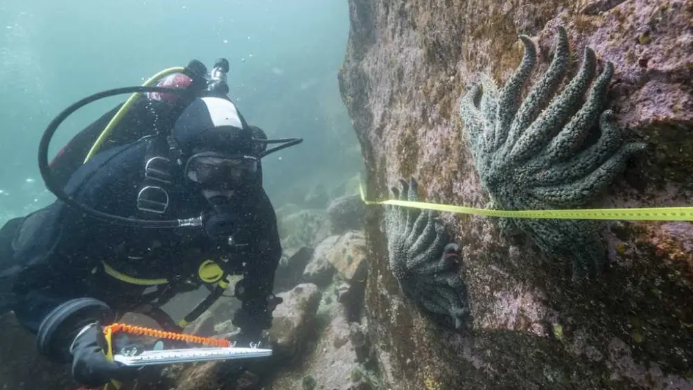 Scientists say they have solved the mystery of what killed more than 5 billion sea stars