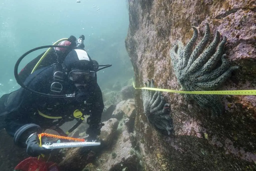 Scientists say they have solved the mystery of what killed more than 5 billion sea stars