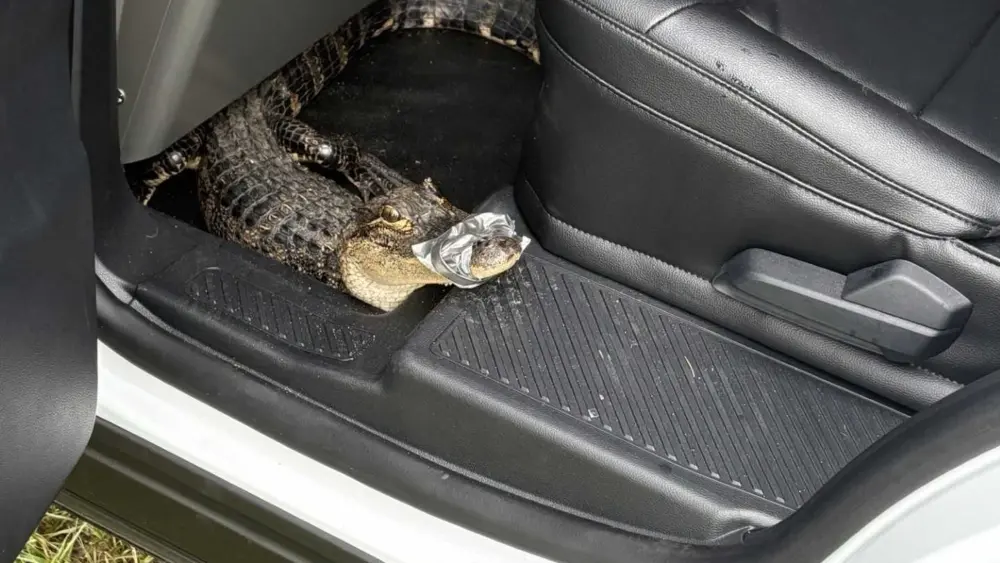 Police safely relocate alligator found in Chatham County neighborhood