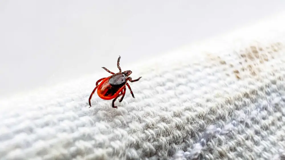 A warmer, humid world where ticks thrive is increasing spread of Lyme and other diseases