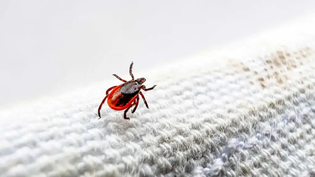 A warmer, humid world where ticks thrive is increasing spread of Lyme and other diseases
