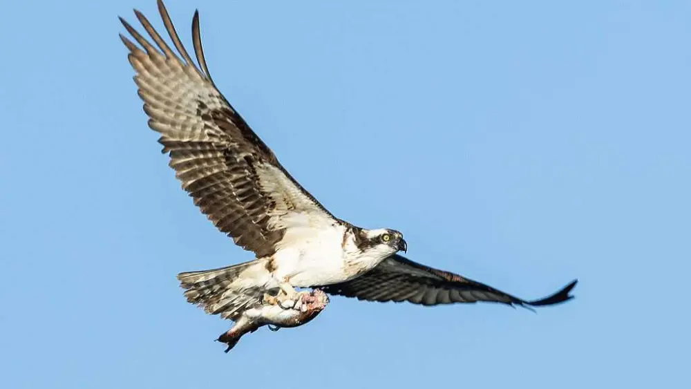 Bird dropped a fish on power lines and sparked brush fire in Canada, firefighters say