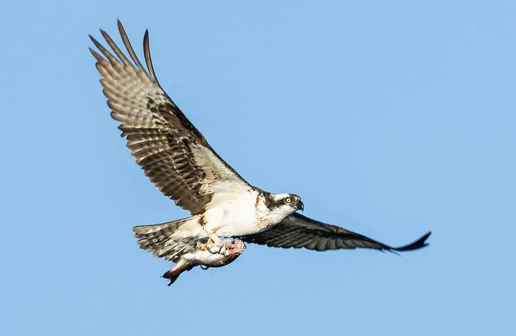 Bird dropped a fish on power lines and sparked brush fire in Canada, firefighters say