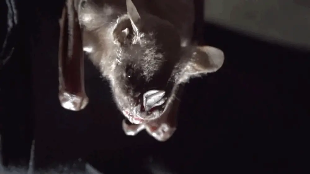 Bat flies into woman's mouth while on stargazing trip, leaving her with $21,000 medical bill