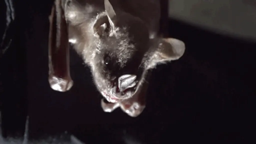 Bat flies into woman's mouth while on stargazing trip, leaving her with $21,000 medical bill