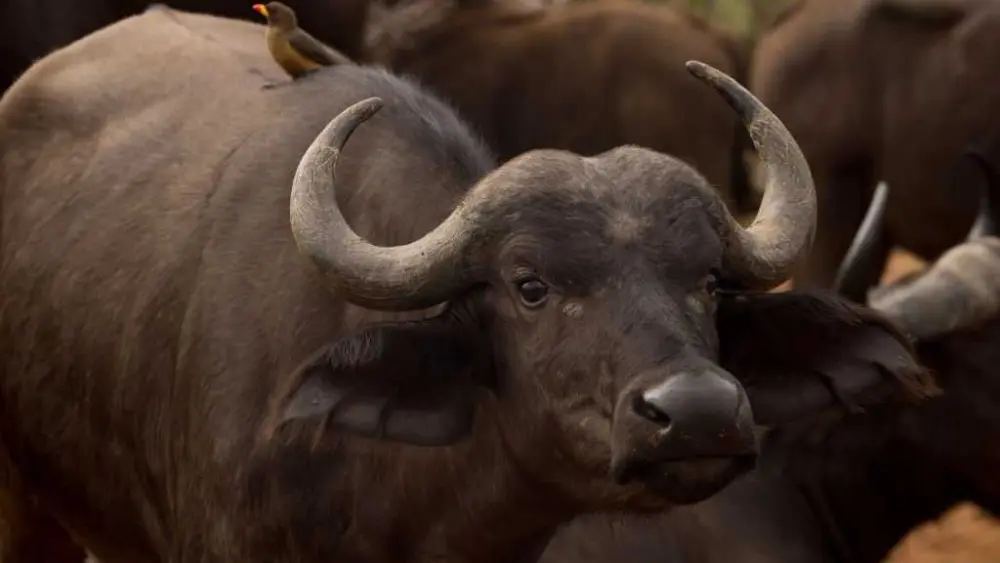 American man killed by buffalo he was tracking during South Africa hunting trip
