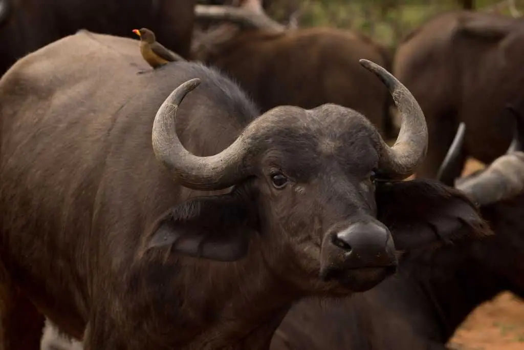 American man killed by buffalo he was tracking during South Africa hunting trip