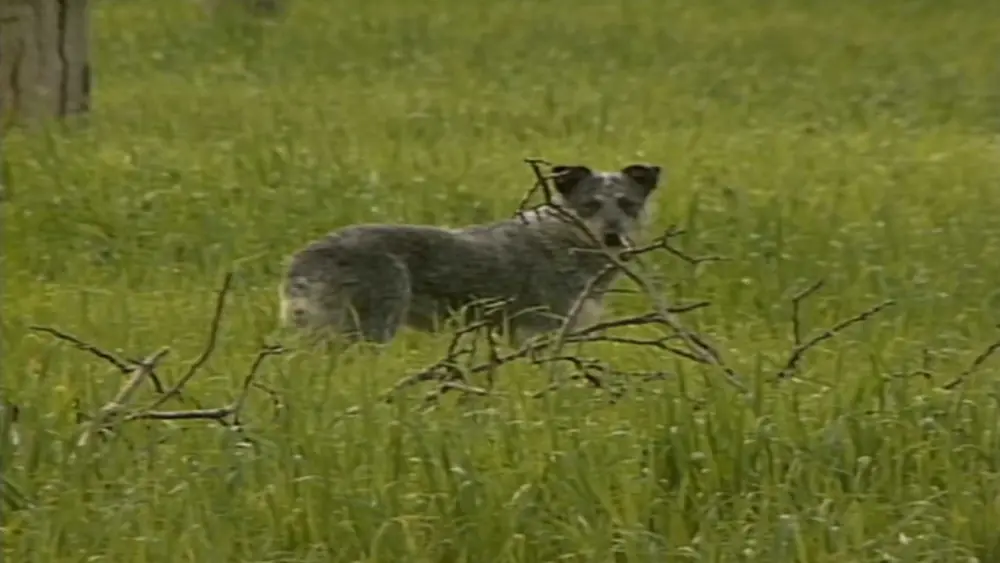 From mysterious stray to local legend, Sadie the dog's heartwarming saga captivated a town in 1997