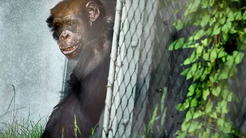 'Chimp Crazy' star sentenced to nearly 4 years in prison for lying that primate had died
