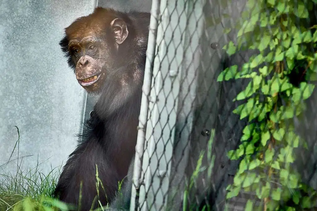 'Chimp Crazy' star sentenced to nearly 4 years in prison for lying that primate had died