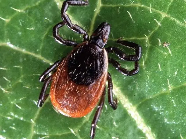 Family warns of Powassan virus dangers after young girl’s diagnosis