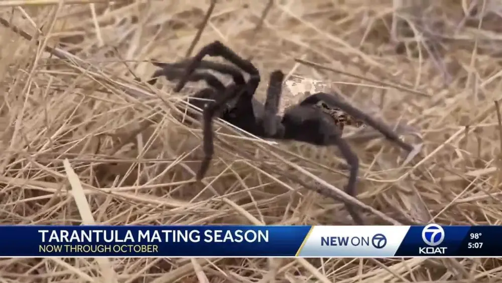 Tarantula 'invasion' underway in New Mexico as mating season begins