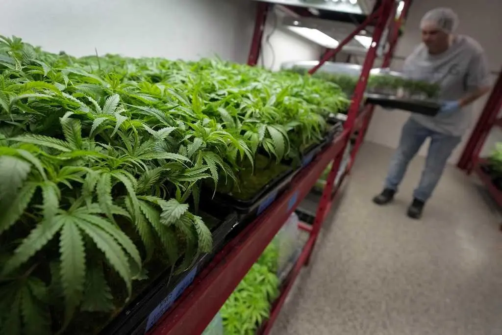 What to know about Trump's potential change in federal marijuana policy