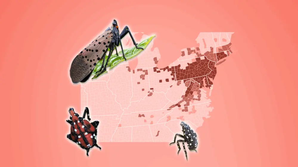 lanternfly-6896367a53ea6