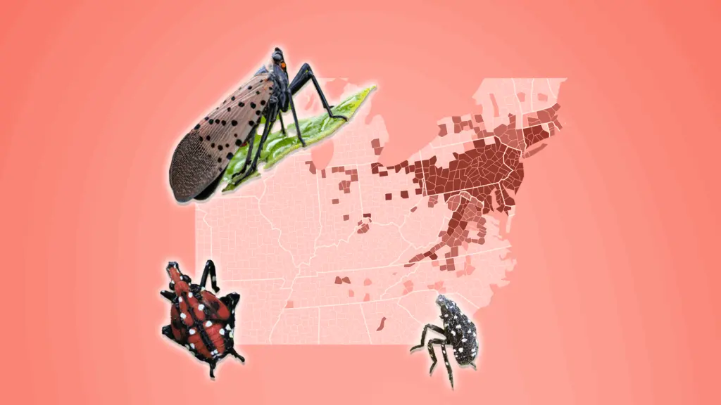 lanternfly-6896367a53ea6