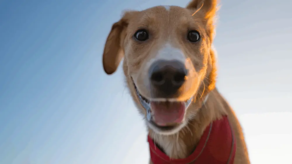 Study says people often miscalculate climate choices — one surprise is owning a dog