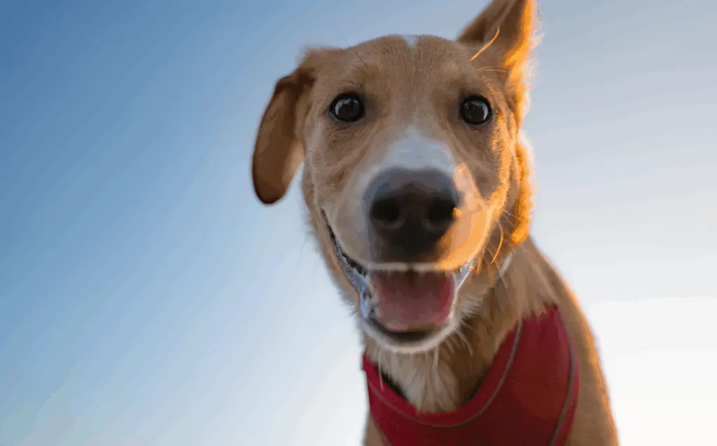 Study says people often miscalculate climate choices — one surprise is owning a dog
