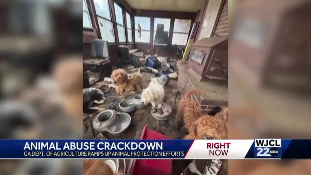 Animal abuse crackdown in Georgia