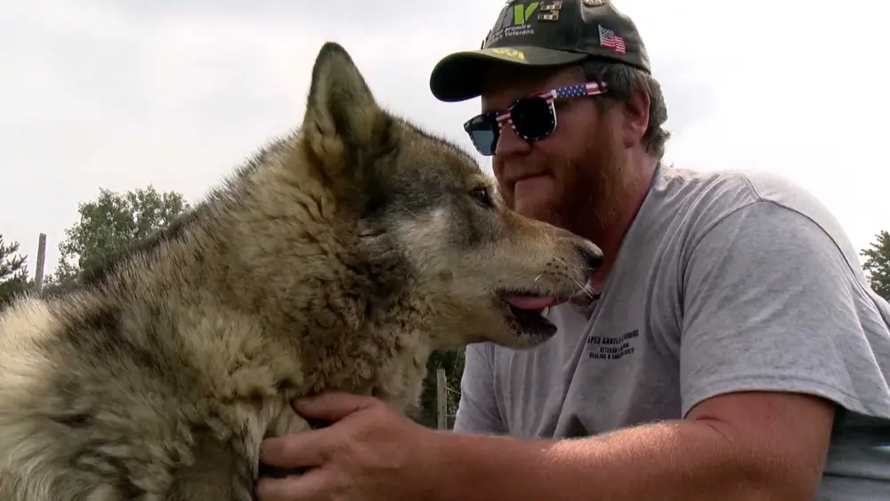 Meet the wolfdogs helping war veterans cope with PTSD