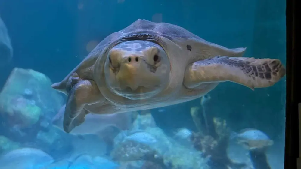 Endangered rescue sea turtle flown across country to new home