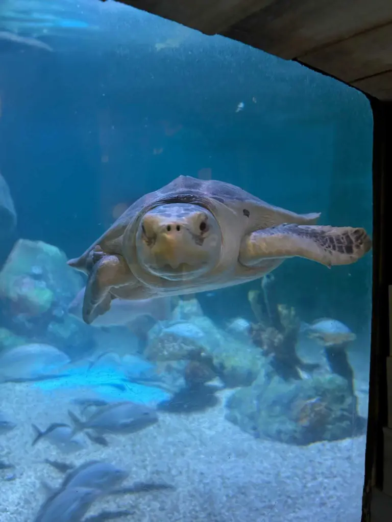 Endangered rescue sea turtle flown across country to new home