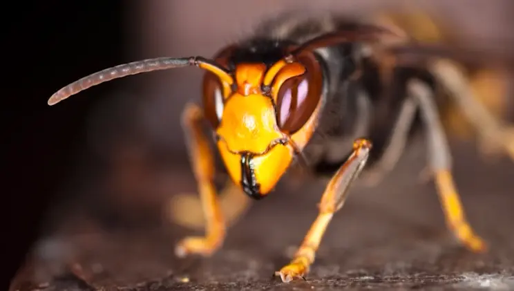 Massive nest belonging to invasive hornet found in Chatham County