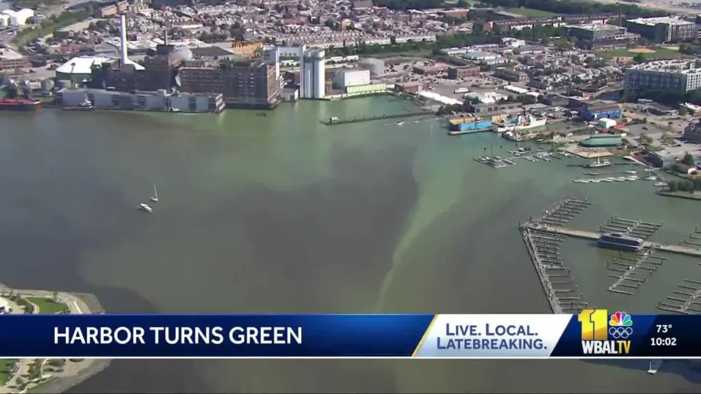 MDE: Weather caused hundreds of dead crabs, fish to surface in harbor