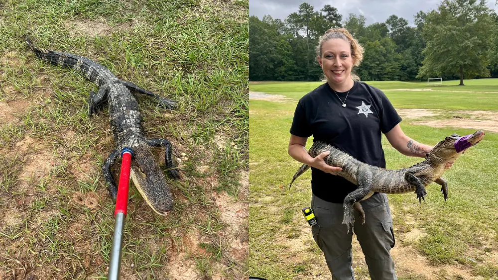 Hungry alligator near Georgia kids' complex caught with chicken bait, relocated