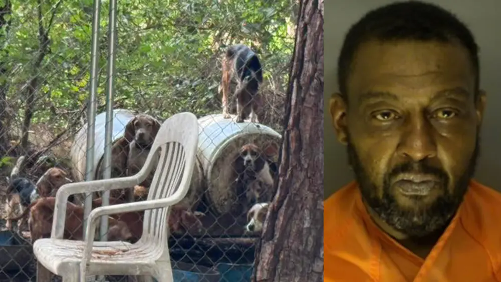 South Carolina man faces 78 charges after dozens of dogs found in poor conditions